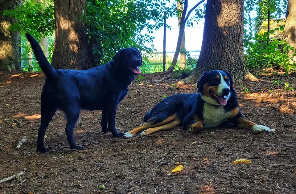 Impressie speelbos 5